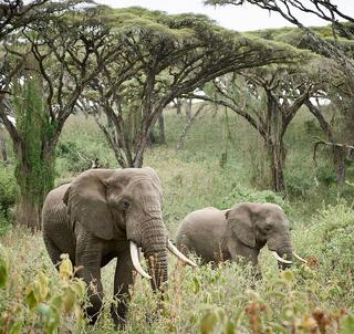 Sommar 2027: Gruppresa safari Tanzania & Zanzibar