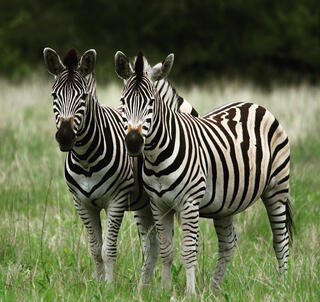 Julen 2025 Ngorongoro, Serengeti & Zanzibar