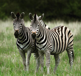 Masai Mara & Watamu