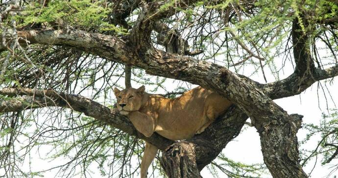  Serengeti Serena Safari Lodge