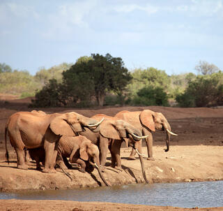 Familjesafari Kenya