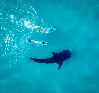 Safari Tarangire & Mafia Island