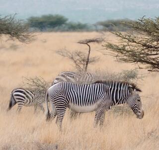 Ol Pejeta, Samburu & Indiska Oceanen