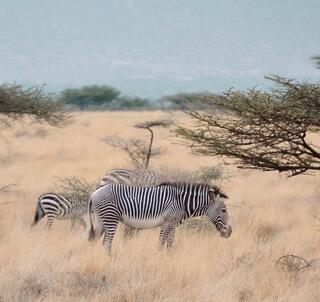 Ol Pejeta, Samburu & Indiska Oceanen