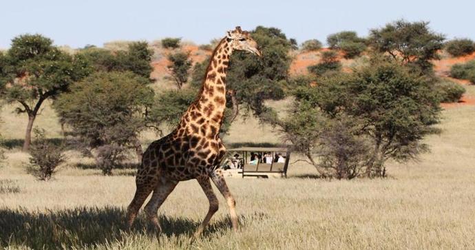 Zebra Kalahari