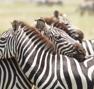 safari och zanzibar