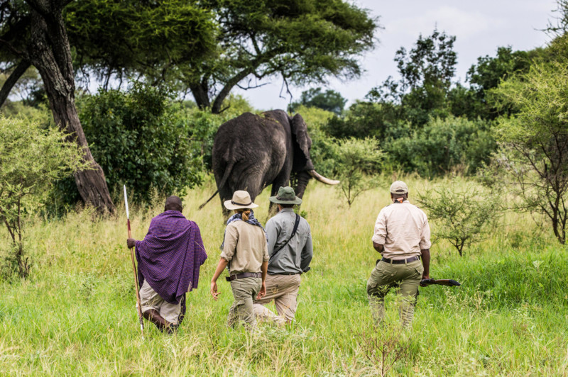 Kom nära djuren på vandringssafari i Serengeti