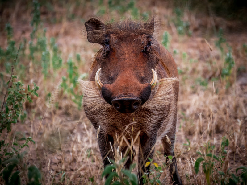 Djur p&aring; safari i Tarangire