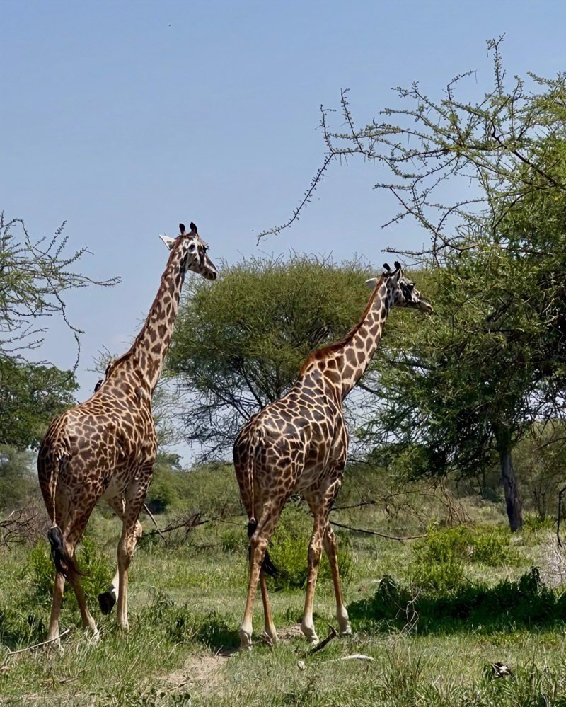 Giraffer i Tanzania