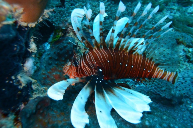 Korallrev och ovanliga fiskar i Zanzibar