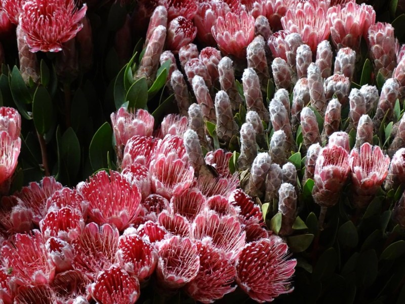Botaniska trädgården Kirstenbosch