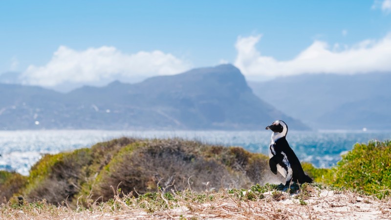Pingvin på Boulders Beach – en höjdpunkt på äventyret i Kapstaden