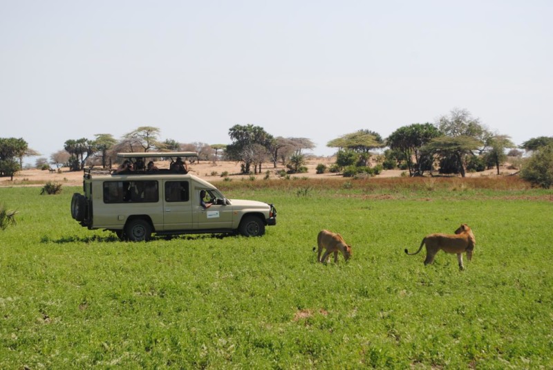 Safari i Tanzania – lejon på savannen
