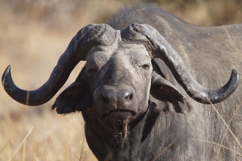 En buffel i Tanzania