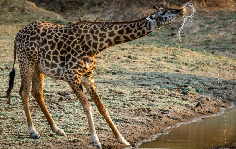 Lyxen att se en giraff p&aring; n&auml;ra h&aring;ll i Zambia