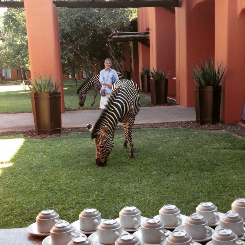 Zebror som bor på hotellets mark i Afrika