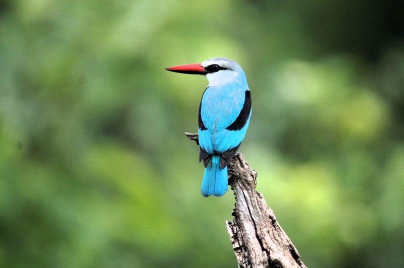 F&ouml;r den som &auml;r intresserad av f&aring;glar &auml;r den b&auml;sta researrang&ouml;ren n&aring;gon som har en guide specialiserad p&aring; just det.