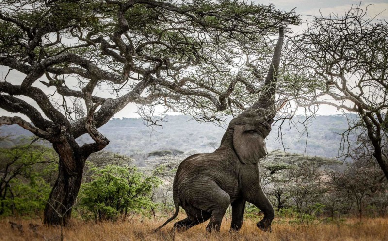 Zanzibar och safari – två sidor av Tanzania