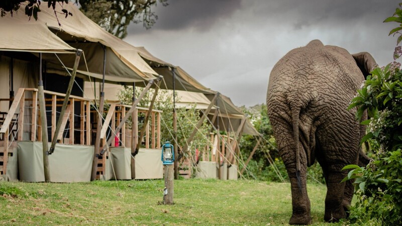 Elefant utanf&ouml;r boende i Tanzania
