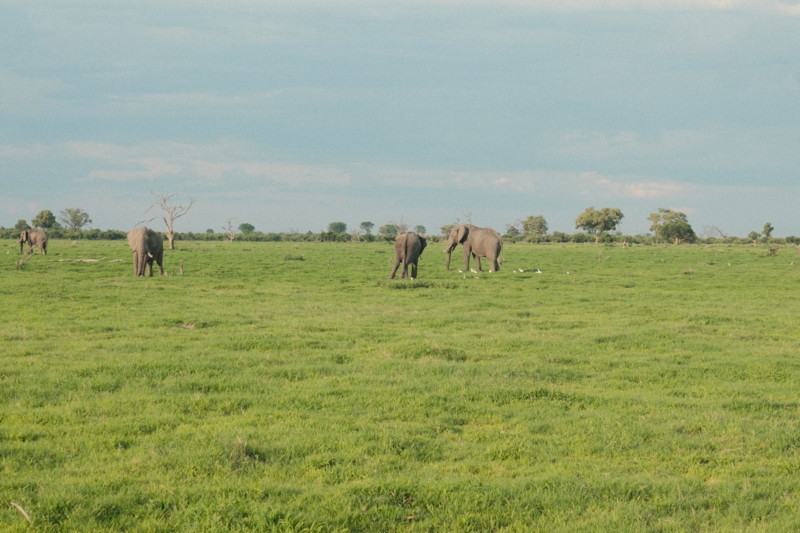 elefanter p&aring; savannen i Botswana