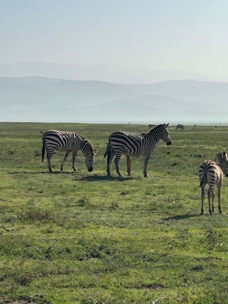 Zebror i Ngorongoro