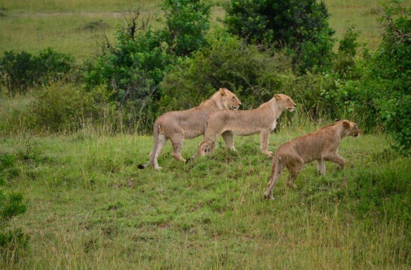 Lejon på safariresan i Kenya