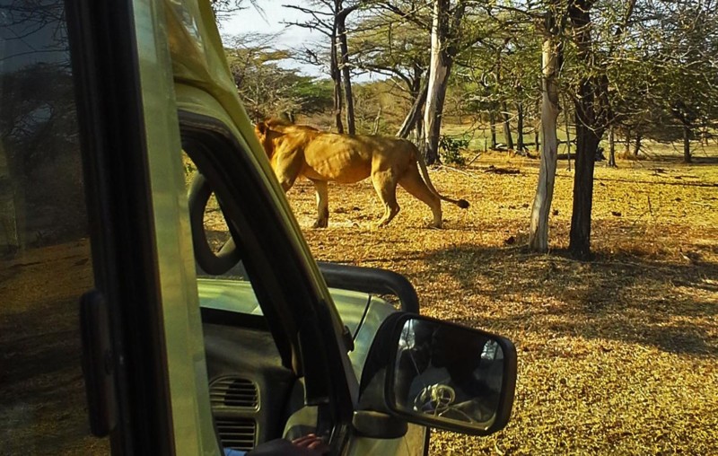Möte med lejon på safariresan i Tanzania