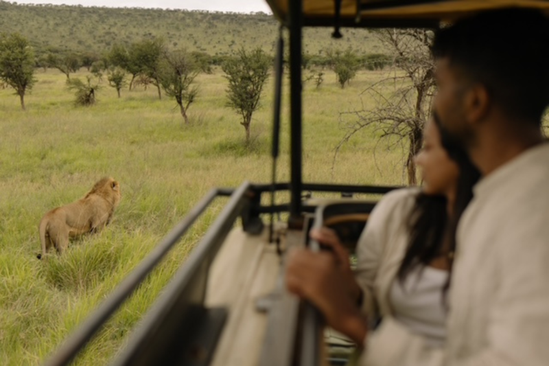Lejon p&aring; safari i Serengeti