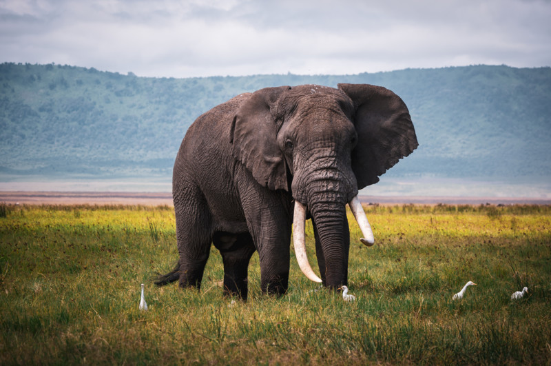 Elefant i Ngorogoro