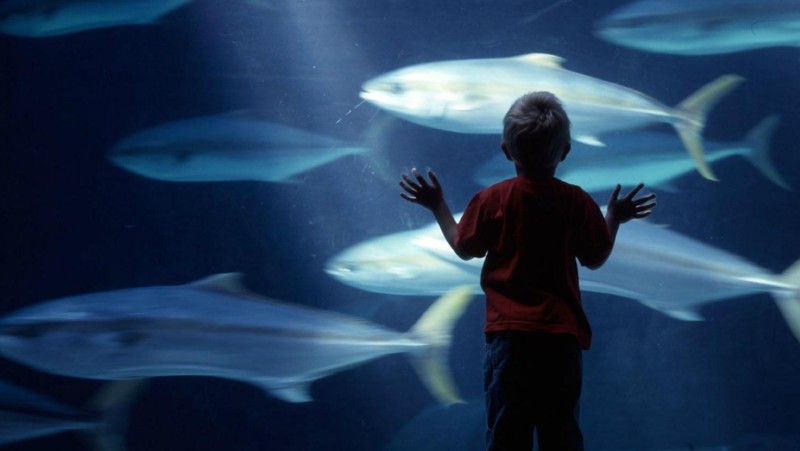 Two Oceans Aquarium, Kapstaden. Ett möte med det marina livet.