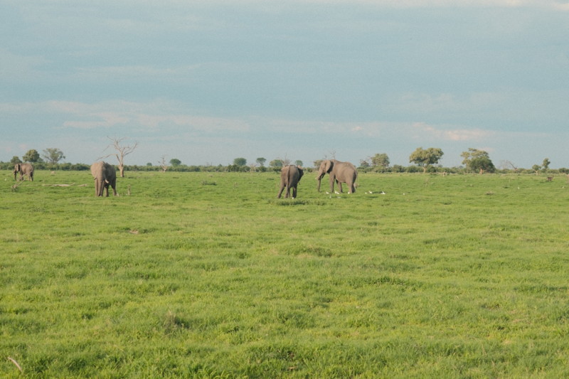 Elefanter p&aring; savannen i Botswana