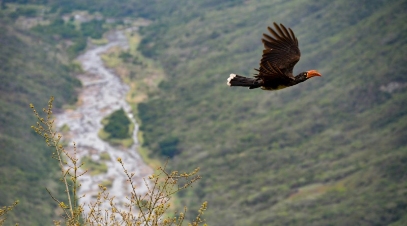 En fågel som flyger genom KwaZulu-Natal