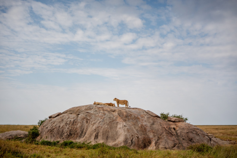 Lejonklippan i Serengeti