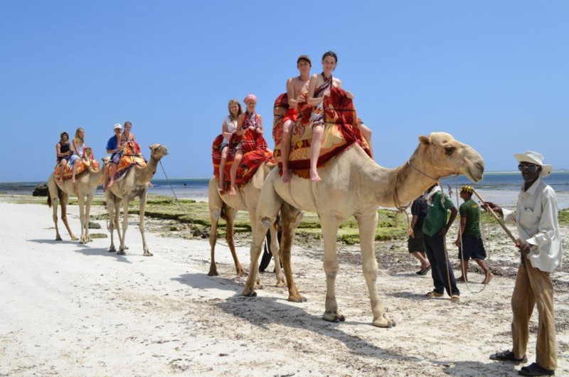 Kameler på en strand i Mombasa