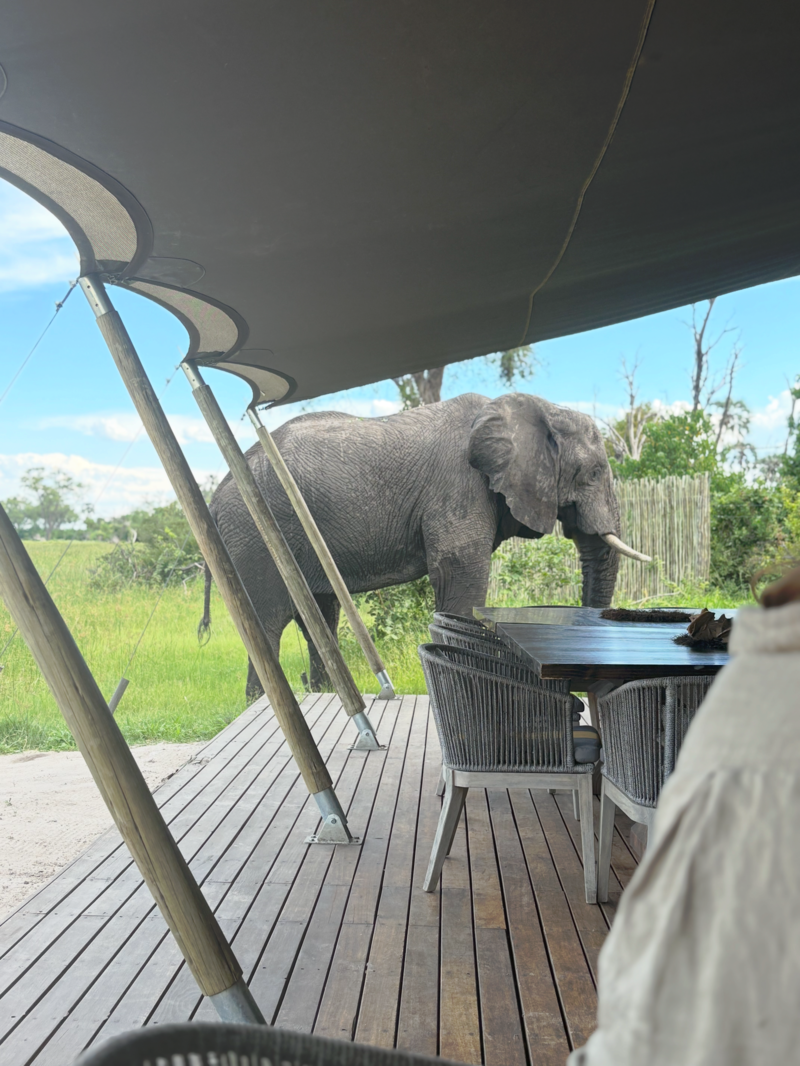 Elefant vid boende i Botswana