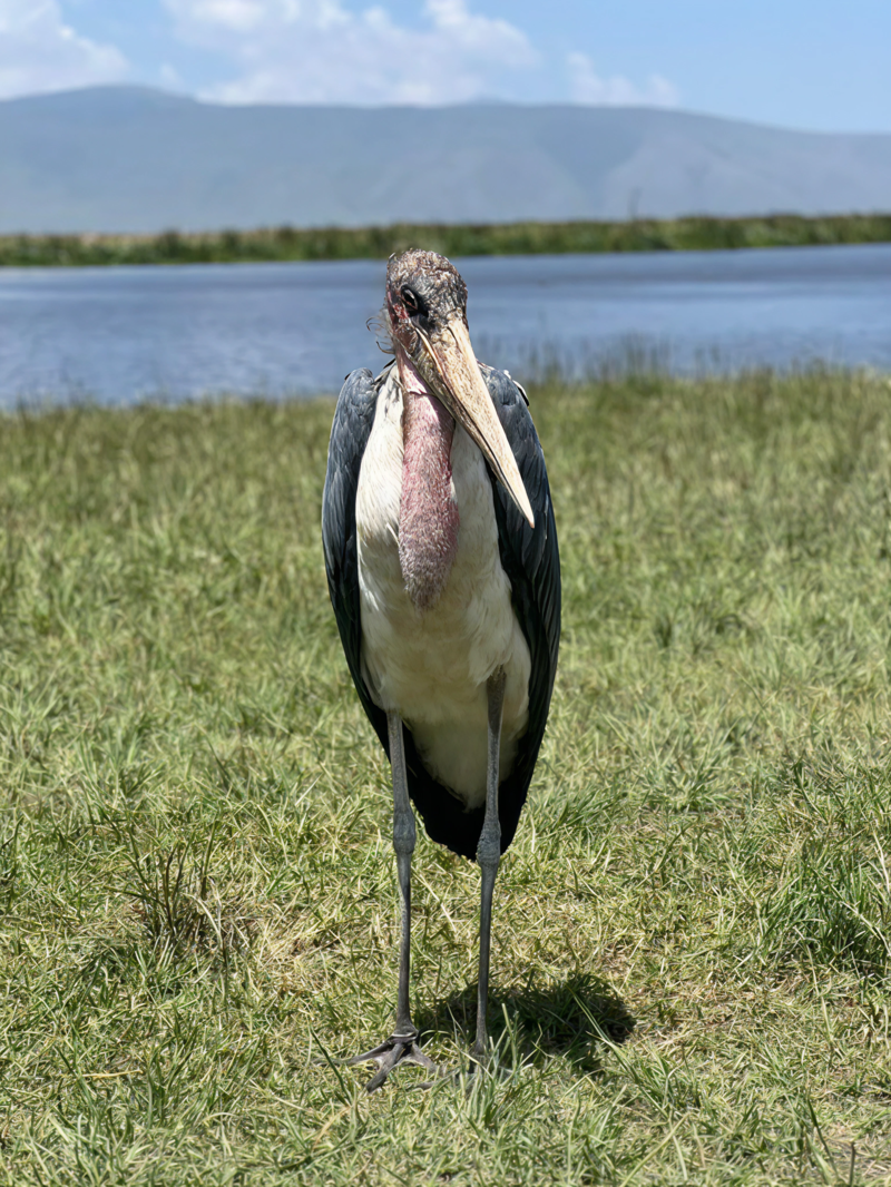 Maraboustorken som &auml;r en del av The Ugly Five