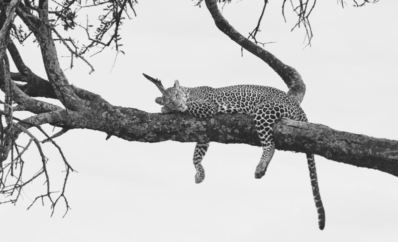Leopard vilar i ett träd på Afrikas savann