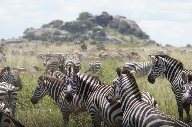 Zebror i Serengeti