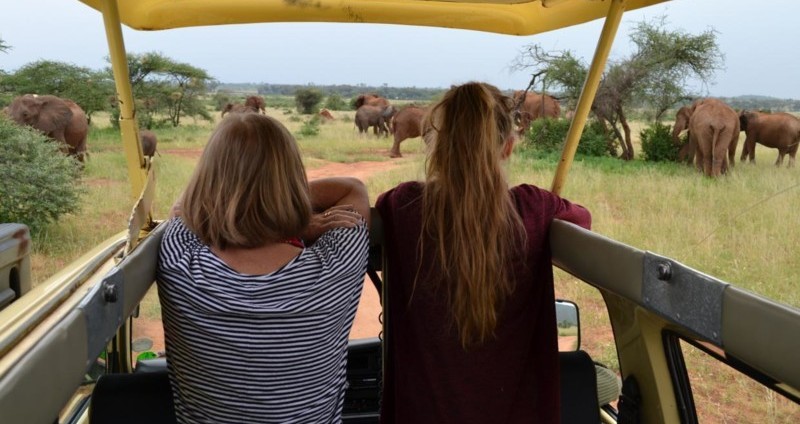 Möte med elefanter på safariresan