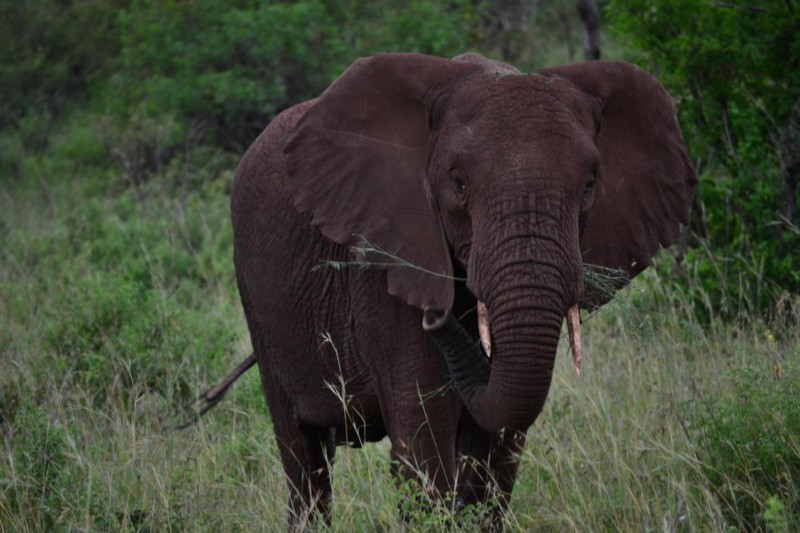 En elefant på nära håll. Vi såg en flock med elefanter på vår safariresa i Afrika.