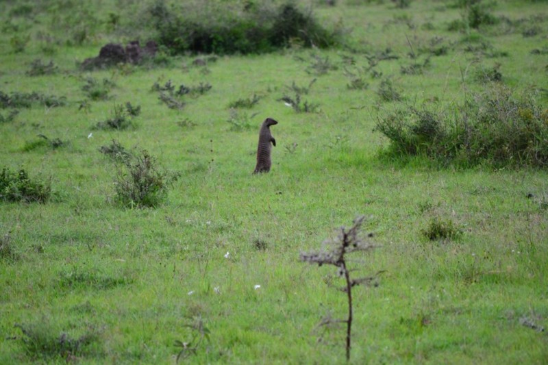 En surikat på vår safari i Masai Mara – ni vet en sån som Timon i Lejonkungen.