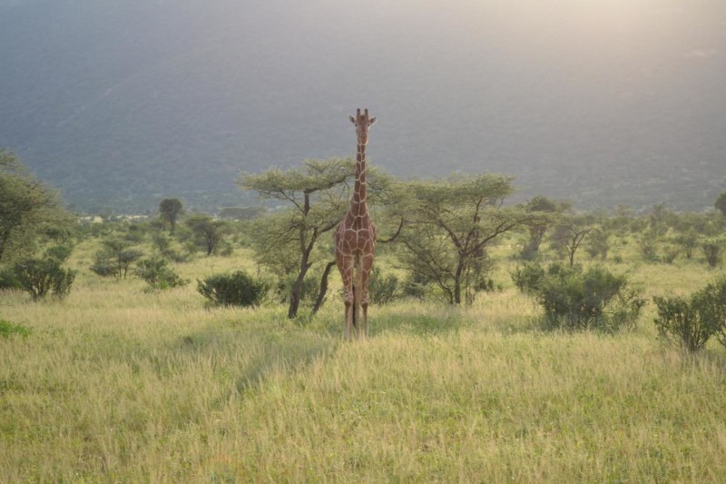 En ståtlig giraff i Kenya