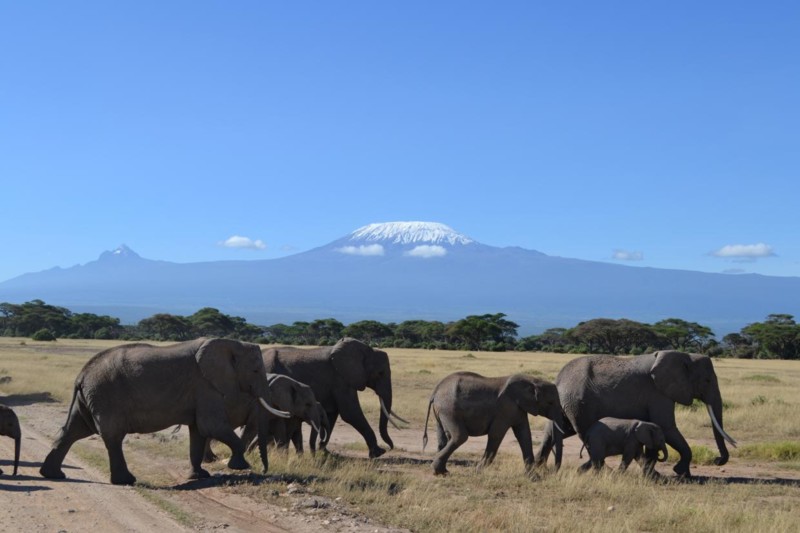 Möte med elefanter på safariresan i Kenya