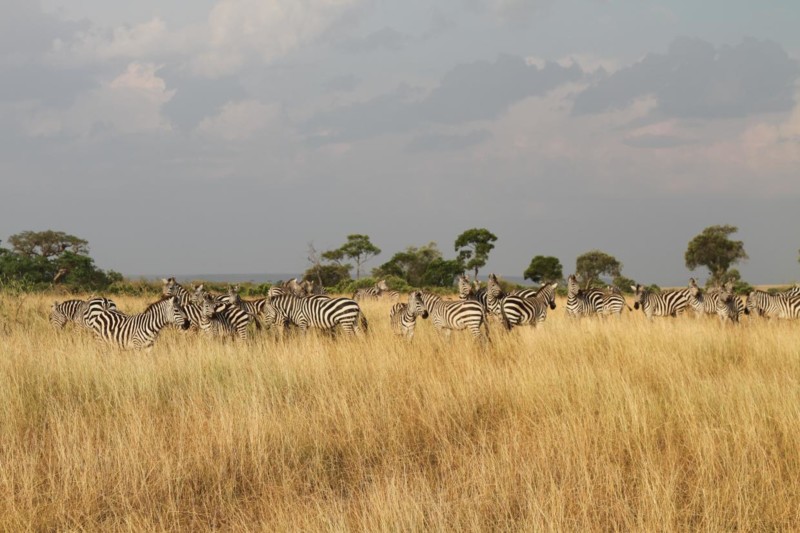 The great migration