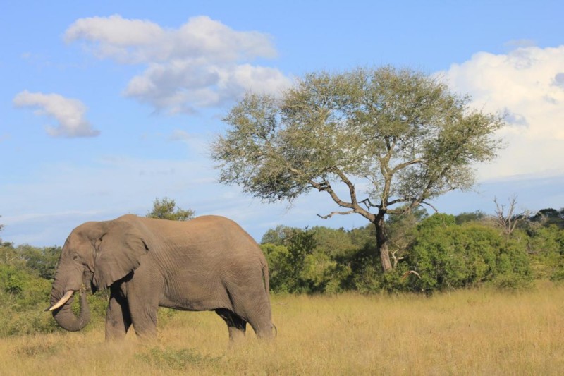 Elefant på safari i Afrika