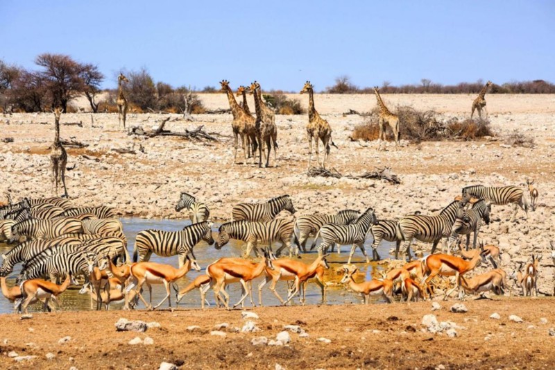 ​I Etosha samlas många av djuren vid de olika vattenhållen, natur och djur väntar på att regnet ska komma i december.