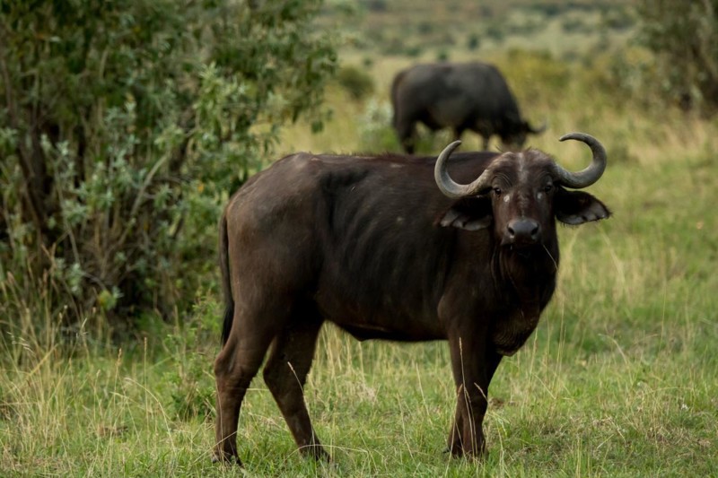 Buffel i Afrika – kan väga 850 kg