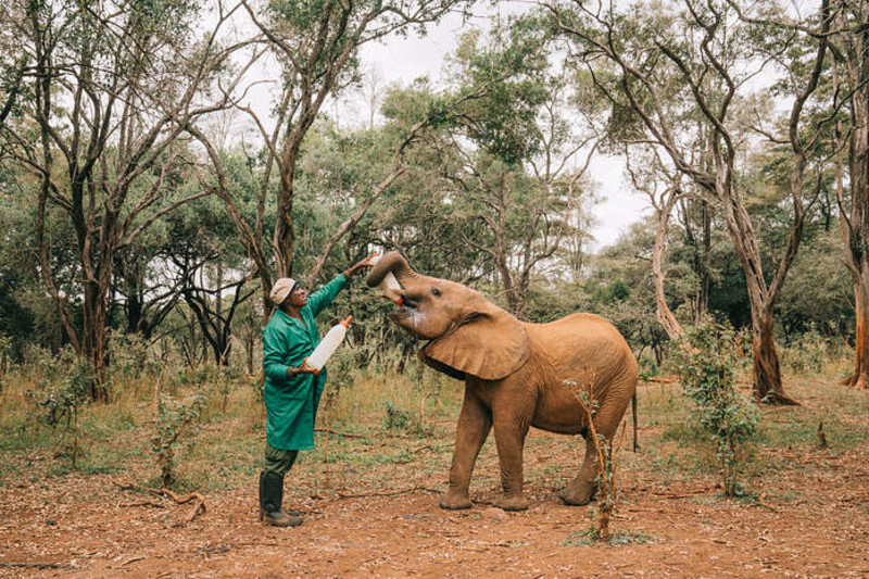 Prisguide: S&aring; mycket kostar en safariresa i Kenya