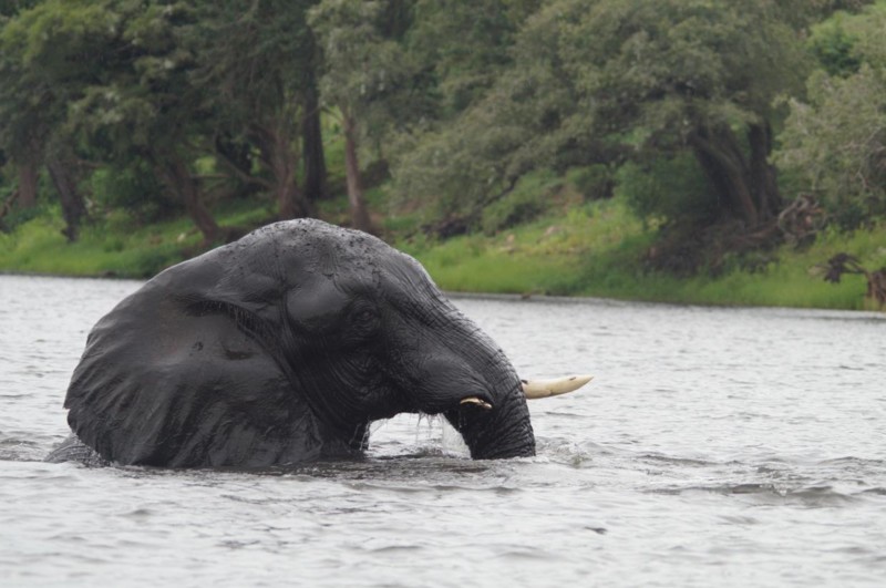 Nära möte med en badande elefant i Zimbabwe