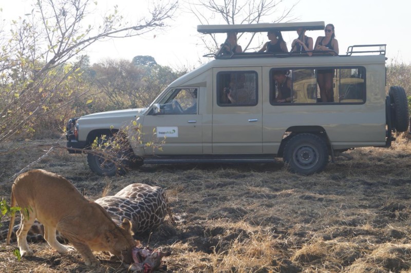 En upplevelse från safarijeepen i Tanzania. Lejon äter giraff
